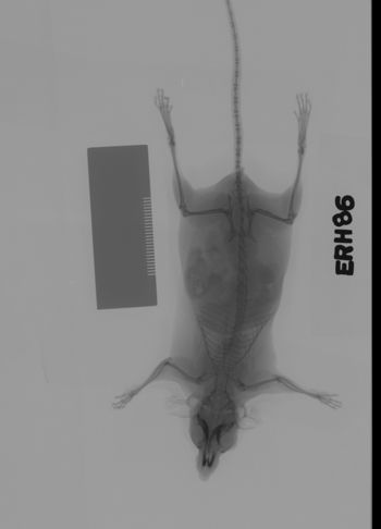 Media type: image;   Mammalogy 69538 Description: Xray of mouse.;